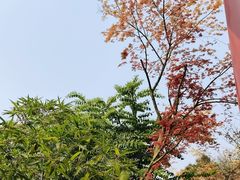 -重庆园博园