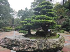 -南山植物园