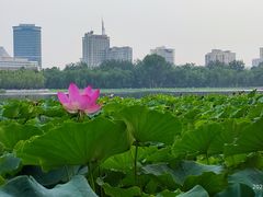 -莲花池公园