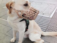 -良成狗狗乐园
