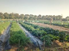 -上膳源有机农场