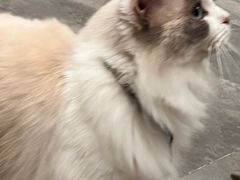 -楼上猫咖(罗湖店)