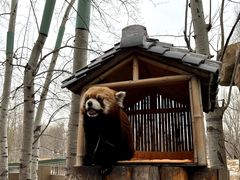 -北京野生动物园