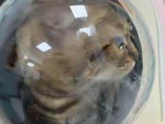 -嘉馨宠物医院·CT影像转诊·心脏科·犬猫全科诊疗中心(下沙大学城院区)
