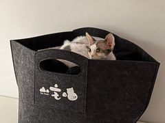 -山宅一喵德文卷毛猫舍