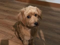 -PETKIT 小佩宠物·低压洗护·美容·寄养(安远店)