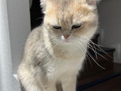 -琪喵猫屋·撸猫猫咖·猫舍