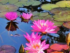 -国家植物园南园