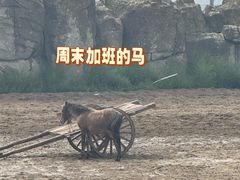 -希拉穆仁草原