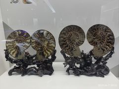 -贝壳王国博物馆