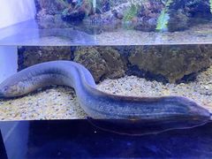 -上海海洋水族馆