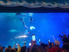 -烟台海昌鲸鲨海洋公园