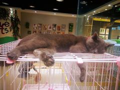 -藏猫猫咖啡主题馆(中央大道店)