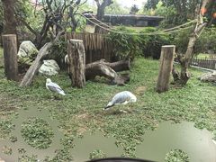 -熊猫自助餐厅.萌趣城堡(长隆熊猫酒店)