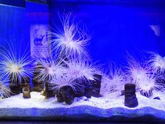-上海海洋水族馆