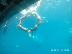 -瑞德姆美人鱼海底演艺主题餐厅(亚龙湾店)