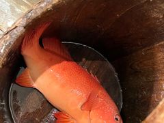 -甄御•海鲜新青岛菜(麦岛店)