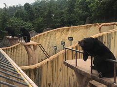 -东方熊牧场