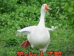 -旺记枸杞汤(国际广场店)