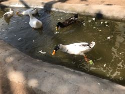 -上美四季动物农场