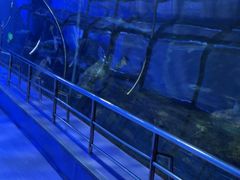 -太平洋海底世界