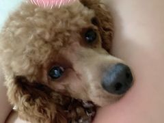-宠福鑫康馨动物医院·骨科·眼科