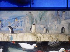 -海合安青岛极地海洋公园