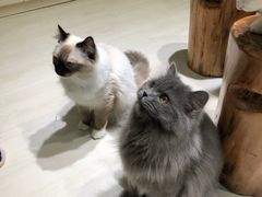 -猫亿天猫咖