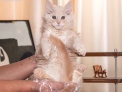 -小猫来了·猫舍(红山六九七九店)
