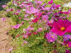 -观澜湖生态运动公社