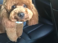 -BABYDOG宝贝狗宠物乐园(欧洲城店)