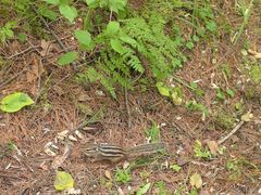 -五营红松林海景区