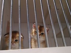 -东方名猫馆·英短金渐层布偶猫舍(环线广场1号楼店)