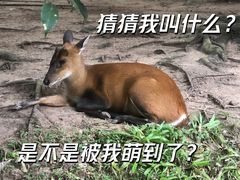 -野象谷景区