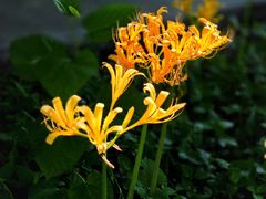 -西山漾湿地公园