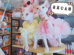 -十年猫舍·猫咪专门店(普陀店)