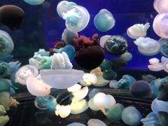 -芜湖新华联大白鲸海洋公园