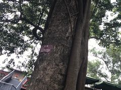 -峨眉山报国寺