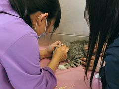 -北京观赏动物医院·24小时大型综合·猫专科·异宠专科