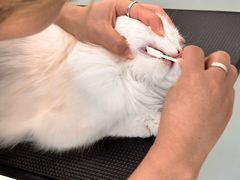 -爱洗澡的猫(望京店)