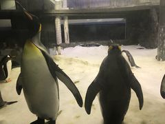 -悉尼海洋生物水族馆