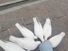 -东部华侨城