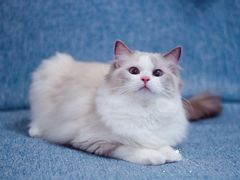 -Bastet sally猫舍购宠(静安店)