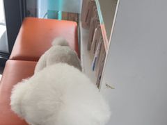 -爱侣宠医·鹦鹉专科·小型哺乳类·异宠专科(灵石路店)