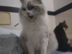 -同仁四季椰子鸡(福田东园总店)