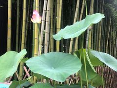 -陈家山荷花公园