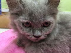 -瑞鹏宠物医院·夜间急症·心超·猫科(祖庙分店)