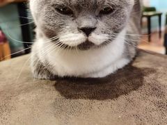 -猫小院猫主题餐厅(三里屯店)