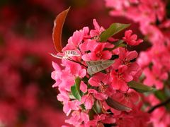 -海棠花溪(元大都城垣遗址公园)