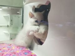 -李小姐の猫咖啡馆(五角场店)